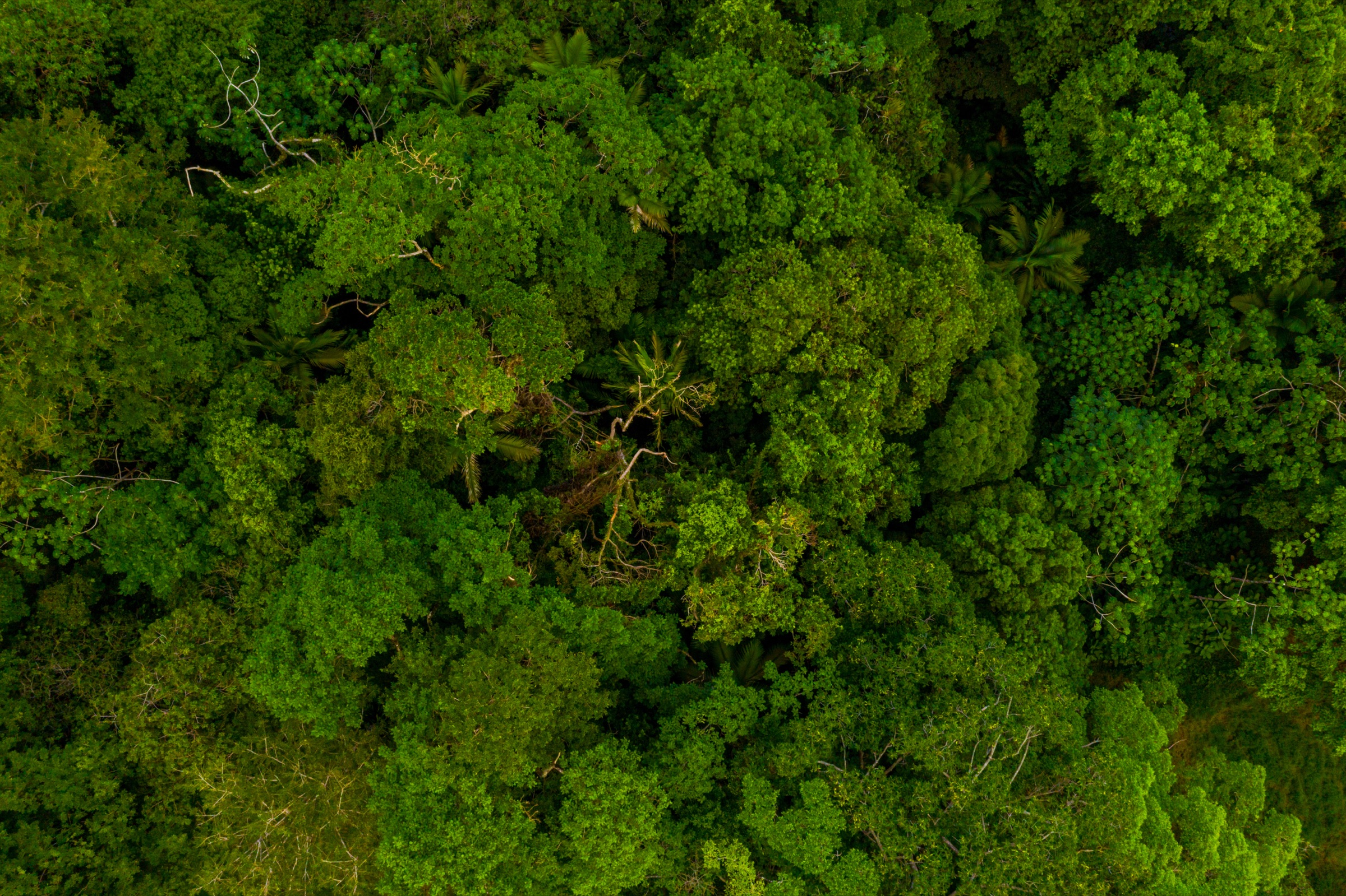 Wald aus der Vogelperspektive